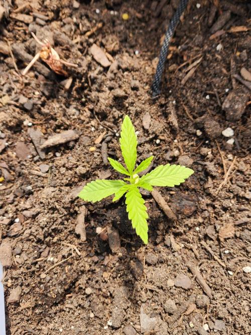 Apricot Scone. Week 5