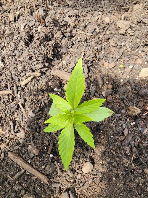 Apricot Scone. Week 5