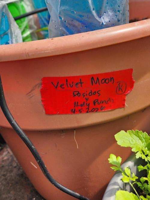 Velvet Moon. Week 5