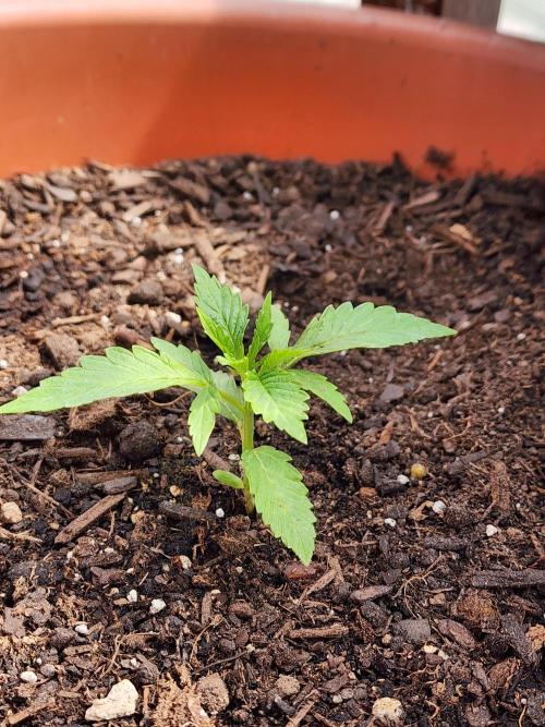 Velvet Moon. Week 5