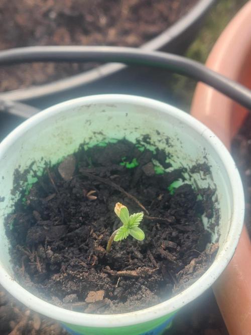 Snoop's punch. Week 1