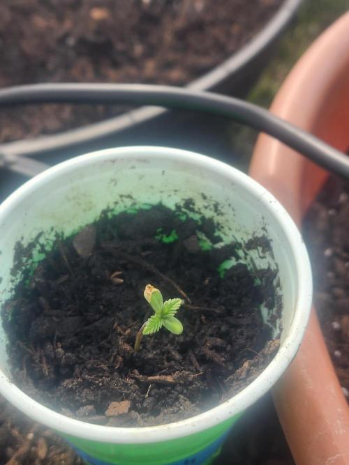 Snoop's punch. Week 1