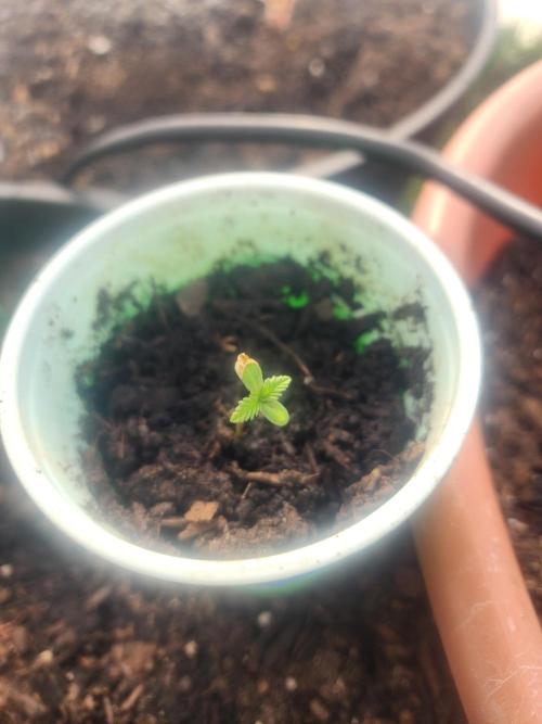 Snoop's punch. Week 1