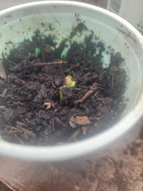 Snoop's punch. Week 1