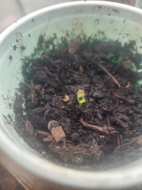 Snoop's punch. Week 1