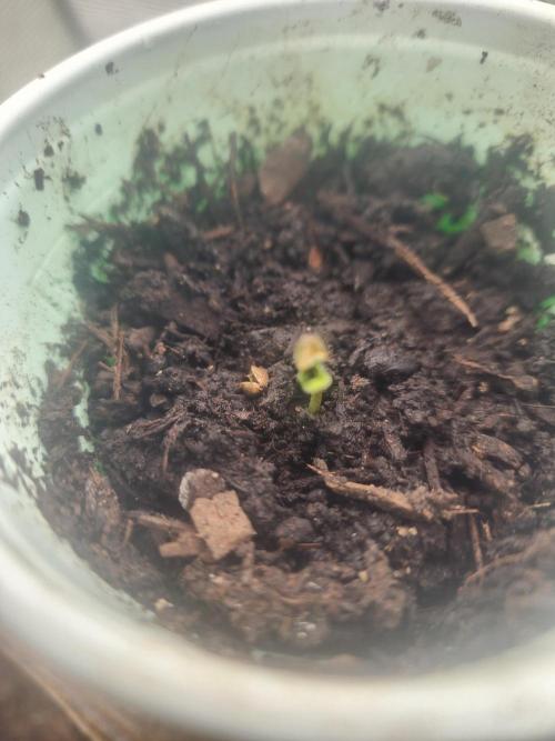 Snoop's punch. Week 1