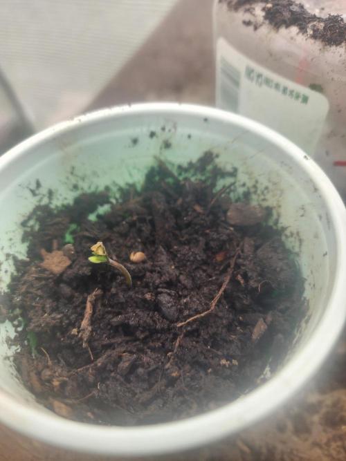 Snoop's punch. Week 1