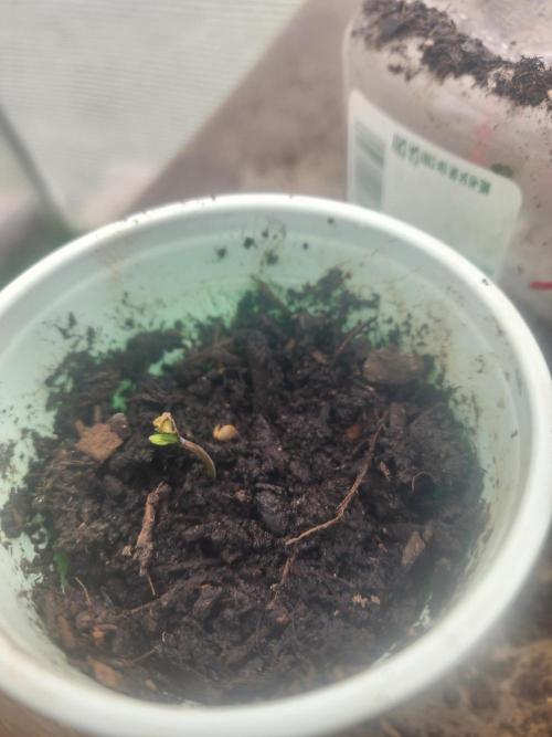 Snoop's punch. Week 1