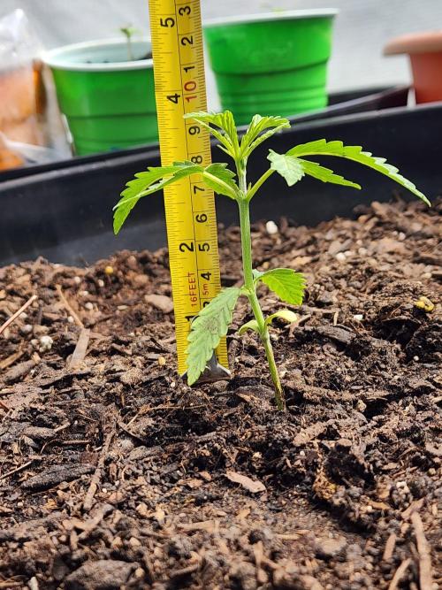 Apricot Scone. Week 6