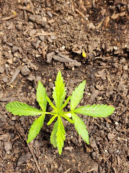 Apricot Scone. Week 6