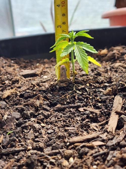 Apricot Scone. Week 6