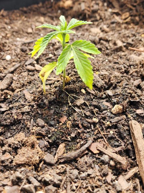 Apricot Scone. Week 6