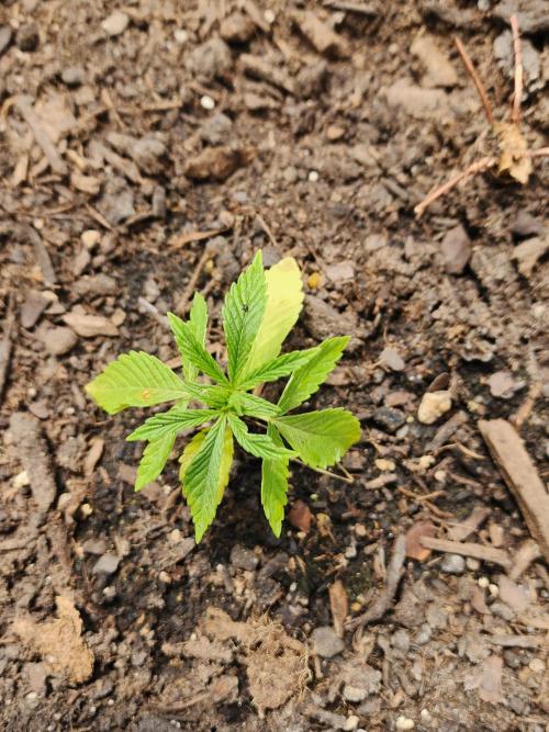 Apricot Scone. Week 6