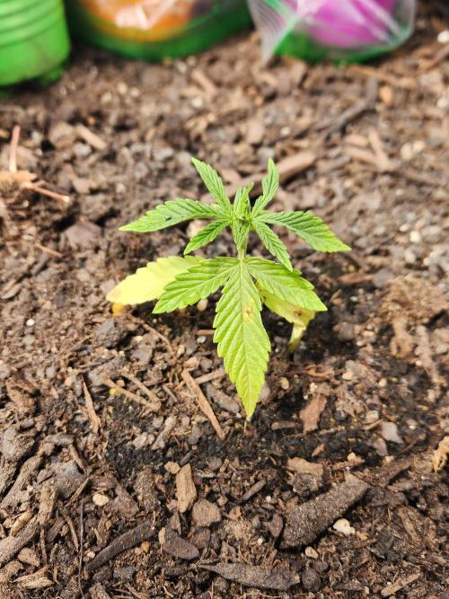 Apricot Scone. Week 6