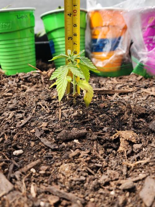 Apricot Scone. Week 6
