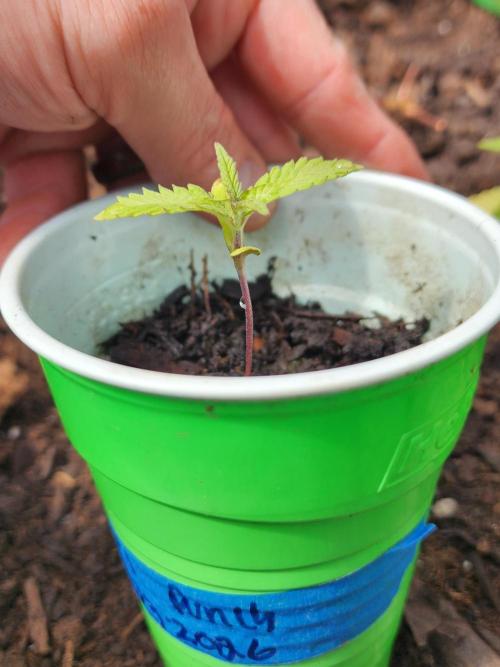 Snoop's punch. Week 2