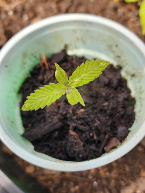 Snoop's punch. Week 2