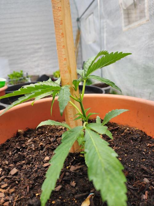 Velvet Moon. Week 7
