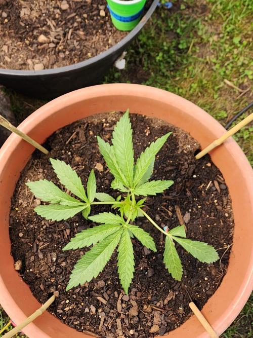 Velvet Moon. Week 7