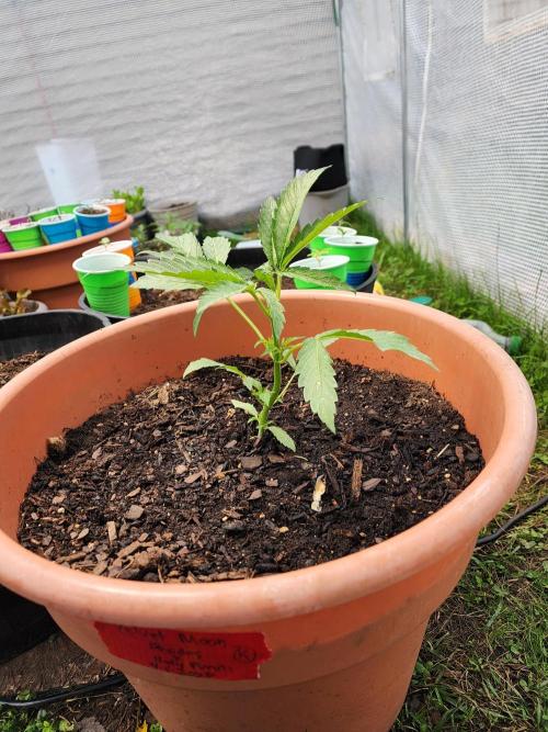 Velvet Moon. Week 7