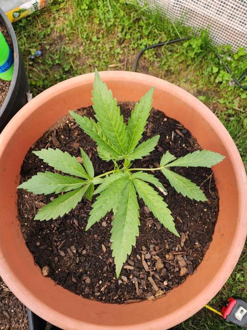Velvet Moon. Week 7