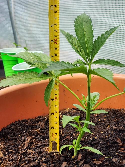 Velvet Moon. Week 7