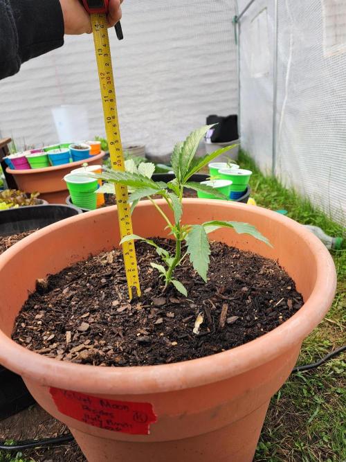 Velvet Moon. Week 7