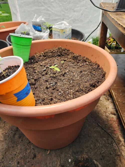 Snoop's punch. Week 3