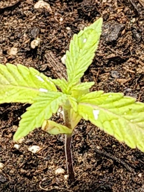 Snoop's punch. Week 3