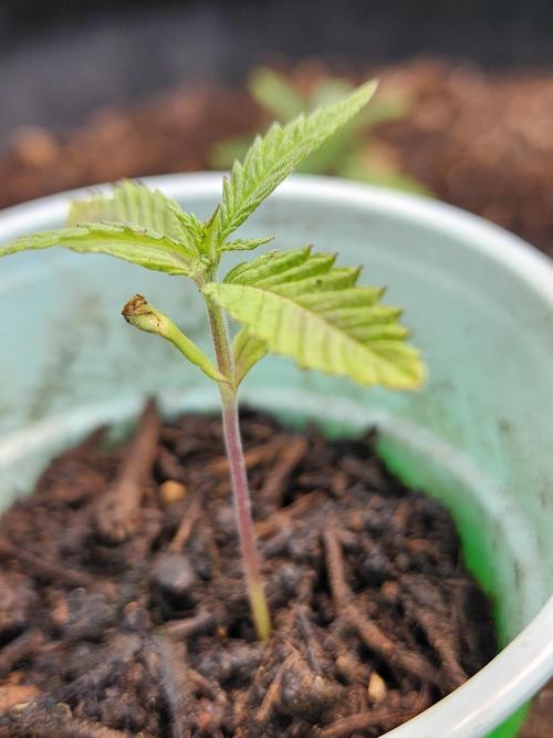 Snoop's punch. Week 3