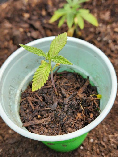 Snoop's punch. Week 3