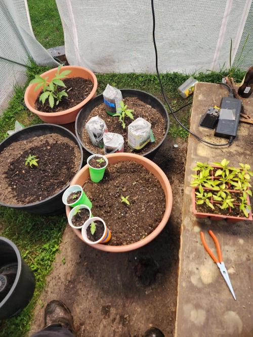 Snoop's punch. Week 3