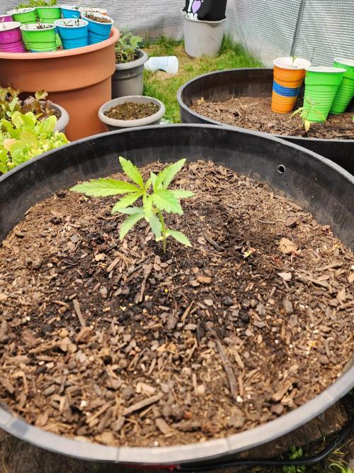 Apricot Scone. Week 7