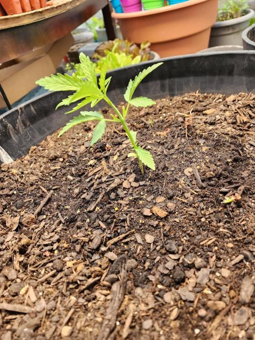 Apricot Scone. Week 7