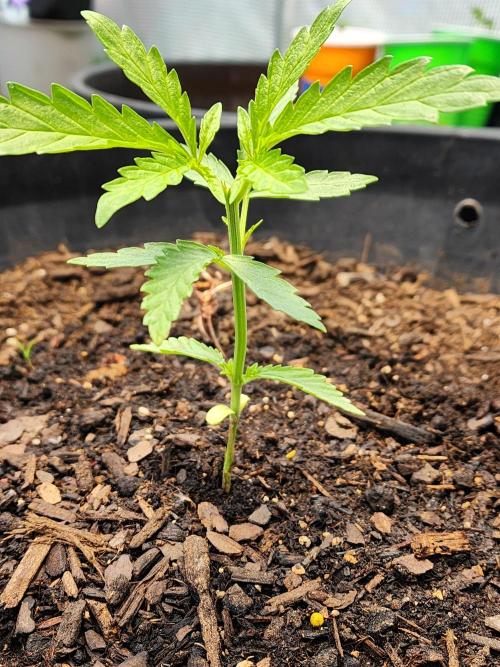 Apricot Scone. Week 7