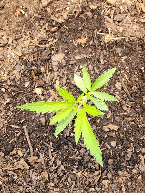 Apricot Scone. Week 7