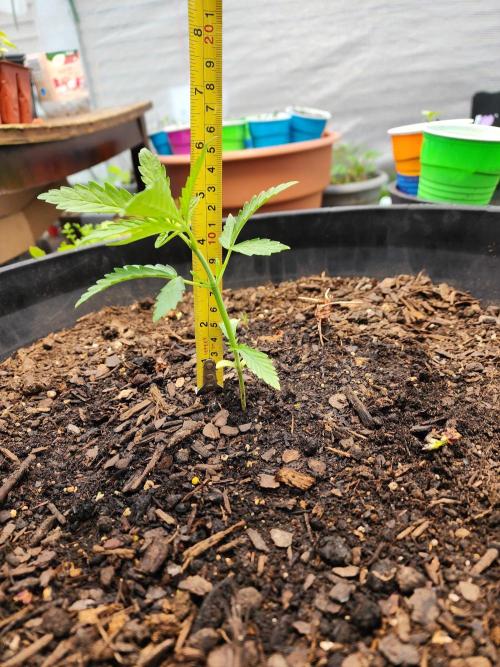 Apricot Scone. Week 7