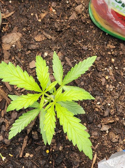 Apricot Scone. Week 7