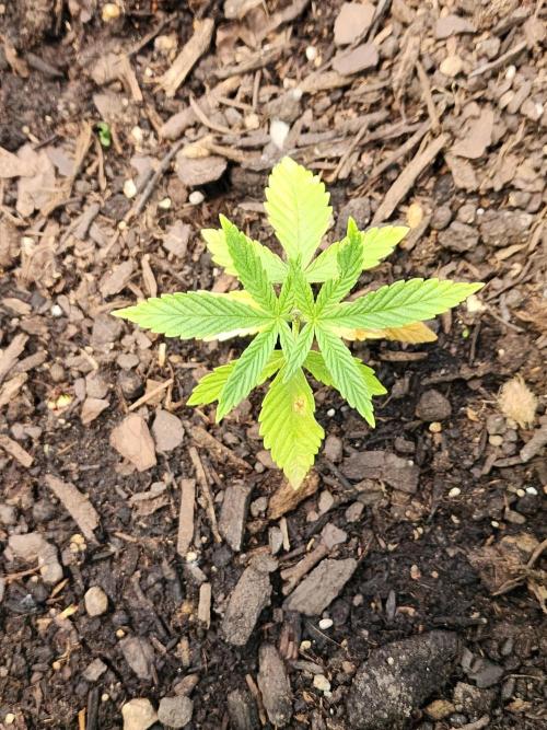 Apricot Scone. Week 7