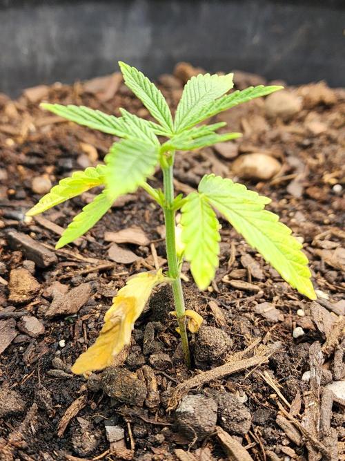 Apricot Scone. Week 7