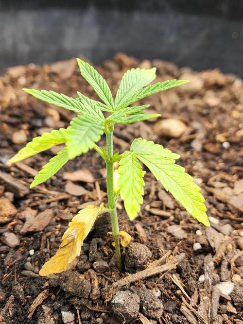Apricot Scone. Week 7