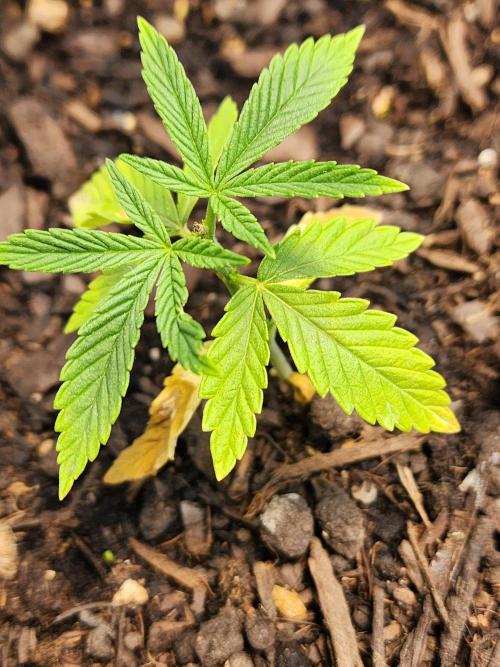 Apricot Scone. Week 7