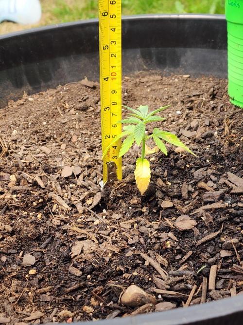 Apricot Scone. Week 7