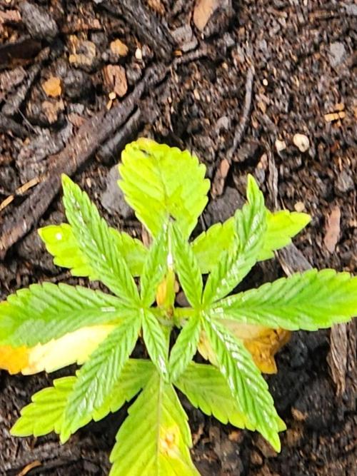 Apricot Scone. Week 7