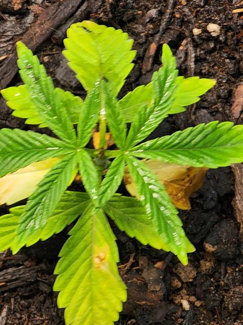 Apricot Scone. Week 7