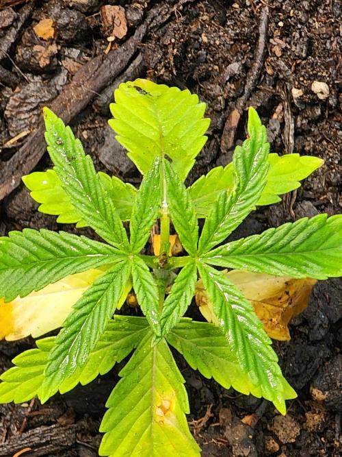Apricot Scone. Week 7