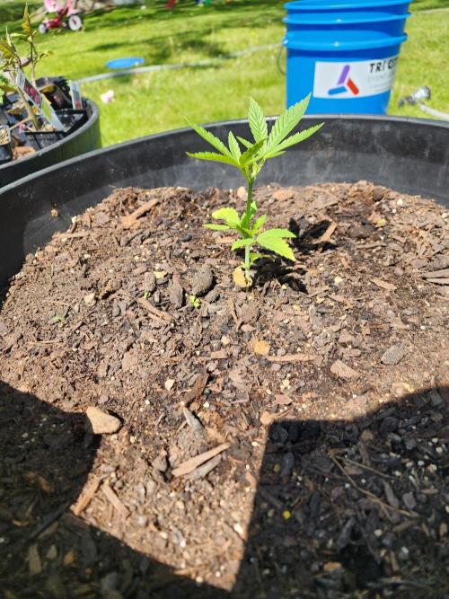 Apricot Scone. Week 8
