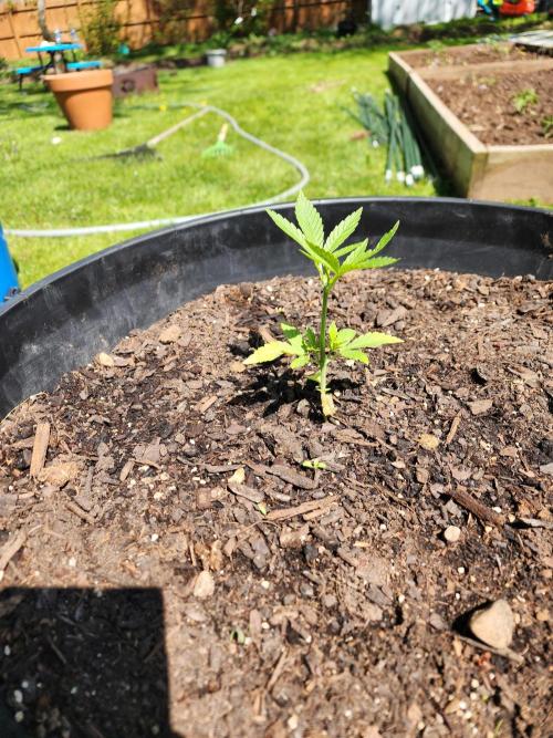 Apricot Scone. Week 8