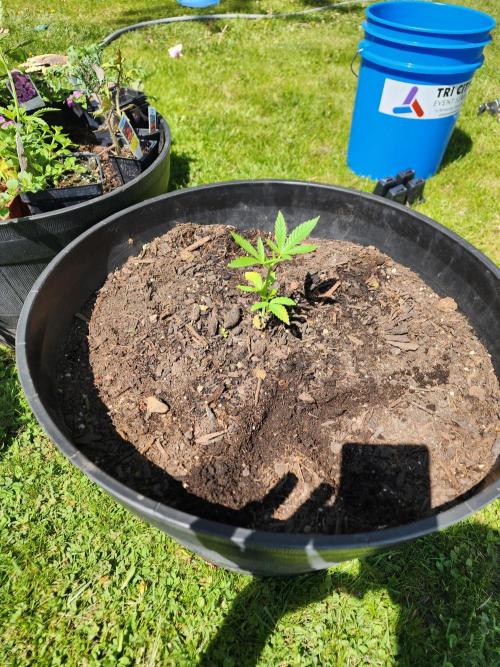 Apricot Scone. Week 8
