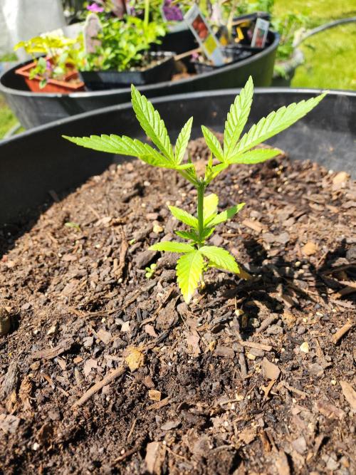 Apricot Scone. Week 8